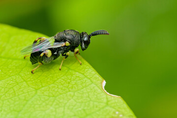 Tiny parasitic wasp exploring a vibrant green leaf