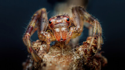 Lynx spider standing on a branch with dark background