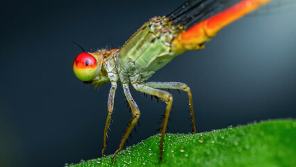 Colorful damselfly perching on dewy leaf in nature macro photography