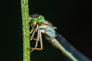 Emerald damselfly perching on green stem: close-up of insect