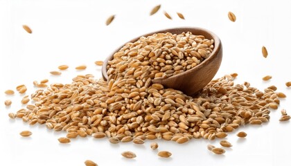 Wheat Isolated on White Background &ndash; Selective Focus