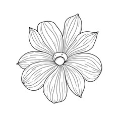 white flower isolated on black