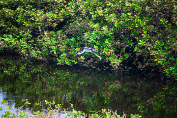 Spectacular view of bird's sanctuary. Video clicked at Vedanthangal bird sanctuary, Tamil Nadu, India