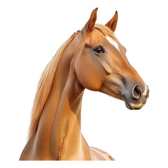 Obraz premium Majestic brown horse head portrait isolated on transparent background