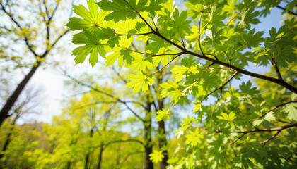 Fototapeta premium Vibrant green leaves on oak tree in spring forest, nature renewal