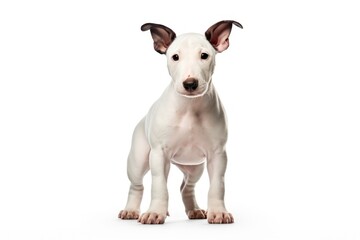 Obraz premium Dog terrier animal mammal.