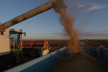 Combine transferring soybeans after harvest