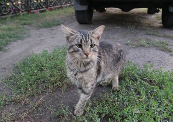 A domestic cat on the street on a summer day next to a car 