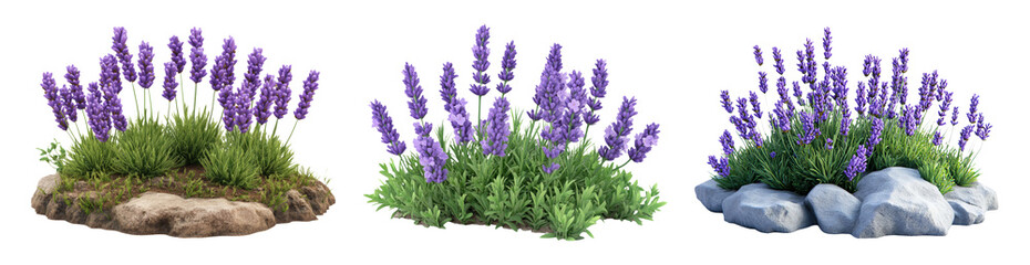 Naklejka premium Isolated Lavender Plants in Various Arrangements on Transparent Background