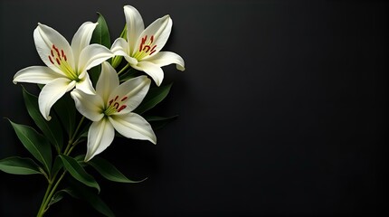 Fototapeta premium Elegant White Lilies on Black Background Funeral Sympathy Card Design Stock Photo