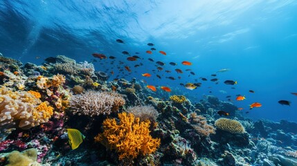 Obraz premium Fish wallpaper showcasing vibrant coral reef patterns and colorful fish schools