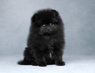 Obraz premium Cute Fluffy Pomeranian Puppy. Black Puppy