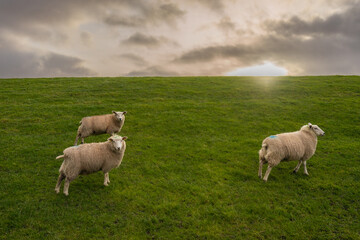 Fototapeta premium Schafe auf dem Deich Friesland