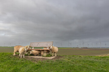 Schafe auf dem Deich Friesland