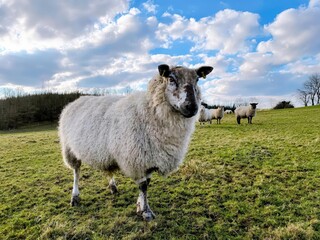 Obraz premium White sheep and lambs graze on green grass in a summer meadow, Collection of Travel in Ireland