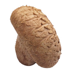 mushroom isolated on white background