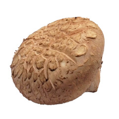 mushroom isolated on white background