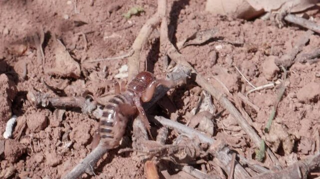 Jerusalem Cricket Crawling in Slow Motion
