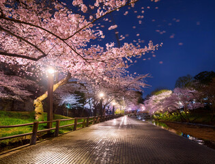 Generated image　ライトアップされた夜桜