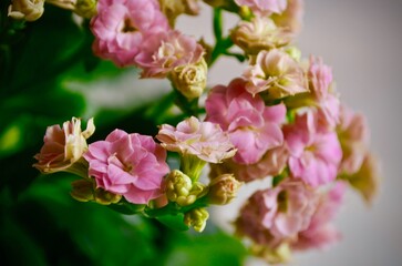 blooming indoor Kalanchoe flower close-up