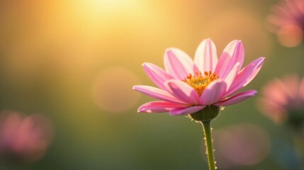 Fototapeta premium A delicate pink flower blossoms in the warm golden light of the setting sun, its petals unfurling gracefully amidst a softly blurred background of similar blooms