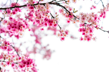Beautiful nature pink cherry blossom (Sakura) background in spring