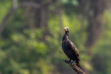 wild indian cormorant or Indian shag or Phalacrocorax fuscicollis at keoladeo national park bharatpur sanctuary rajasthan india Non breeding bird portrait with blue iris in natural green background