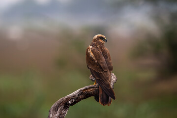 western marsh harrier or Circus aeruginosus at keoladeo national park bharatpur bird sanctuary rajasthan india bird closeup perch on dead tree trunk and natural green background in winter migration