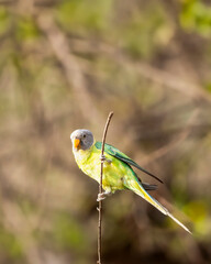 full shot of Plum headed parakeet or Psittacula cyanocephala bird at jim corbett national park forest tiger reserve uttarakhand india perched on branch in natural green background in jungle safari