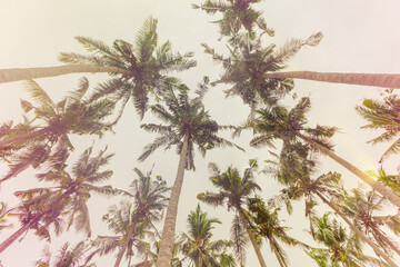 Palm trees view from below under clear  sky, travel mood aesthetic nature background, Coconut tree silhouette at tropical coast with Vintage color colorful, summer calm scenery, wide angle view