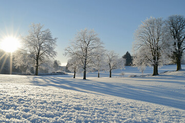 Frosty winter landscape with sun rising over snow-covered trees and shadows on a serene field