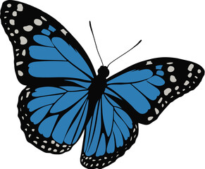 butterfly isolated on white