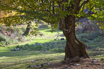 Obraz premium An old, lonely, large-trunk tree in the forest
