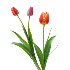 Naklejka premium bouquet of tulips