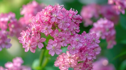 Obraz premium Bright pink summer flowers close-up with soft lighting, creating a warm, inviting atmosphere, ideal for nature, gardening, or seasonal visuals with floral themes