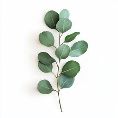 Green eucalyptus leaf isolated on white
