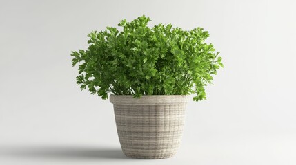 Naklejka premium 3D realistic fresh parsley leaves in a small pot.