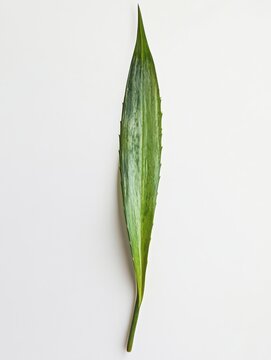 Green aloe fera leaf isolated on white