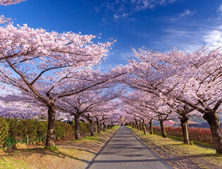 Naklejka premium Generated image 桜並木