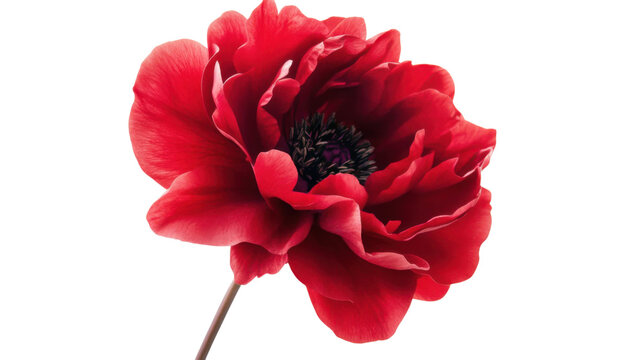 Red poppy flower on transparent background 