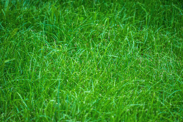 Close up green grass field on mountain. Green beautiful wild grass as texture or background.