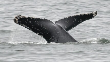Naklejka premium Close-up of a humpback whale's flipper as it glides through the water, showing intricate textures and patterns