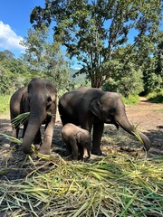 elephant family in chiang mai, thailand © Caitlin