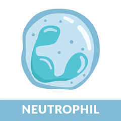 Type of white blood cells Neutrophil Design Illustration