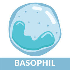 Type of white blood cells Basophil Design Illustration