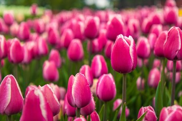 Vibrant Field of Pink Tulips in Bloom