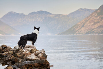 A Border Collie stands on rocky terrain by the sea, with a scenic mountain backdrop. The dog's...