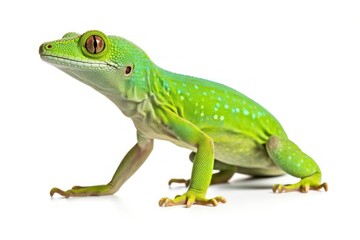 Fototapeta premium Gecko reptile animal lizard.