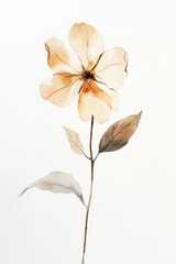Delicate Watercolor Flower Illustration with Soft Peach Tones