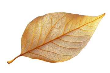 Detailed close-up of a golden leaf placed on a transparent background, emphasizing its intricate vein structure. Highlighting the natural beauty of foliage through its texture and vivid color.